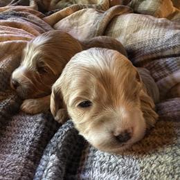 Boy 5 - Red  male Goldendoodle puppy in Glendale, Arizona from Follow Your Bliss Doodles