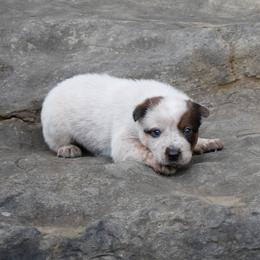 Nathanael Greene - Red mottled male Australian Cattle Dog puppy in Buffalo Valley, Tennessee from Buffalo Valley Breeders