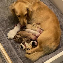 Peaches - Dachshund