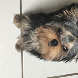 Yorkshire Terrier Puppies from AnnStef's Yorkshire Terriers