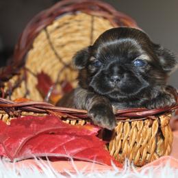Luna - Liver female Shih Tzu puppy in Puyallup, Washington from Sugar and Spice Shih Tzu
