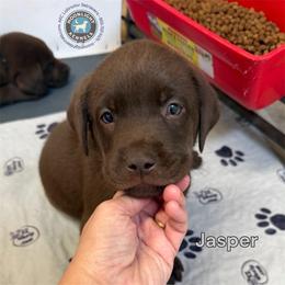 Jasper - Chocolate male Labrador Retriever puppy in Elloree, South Carolina from Moonlight Kennels LLC
