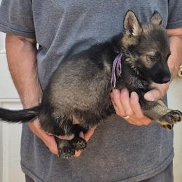 Girl 3 Violet - Sable female German Shepherd puppy in Lake George, Colorado from High Country German Shepherds
