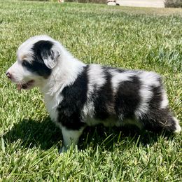 Australian Shepherd puppies from DeClue Ranch Australian Shepherds