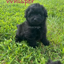 Whisper - female Assorted Doodle Crosses puppy in Cunningham, Tennessee from Four Elements Southern Charmers Poodles