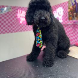 Boone - Golden Mountain Doodle