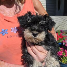 Boy 2 - Black and silver male Miniature Schnauzer puppy in Spokane, Washington from Blue Haven Stable