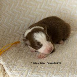 Puppy 7 Yellow - Red tri-color female Australian Shepherd puppy in Avoca, Iowa from Danker Farms