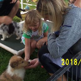 Collie Puppies from Thorndale Collies