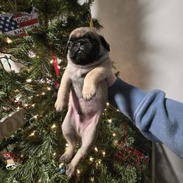 Boy 3 - Fawn male Pug puppy in Auburn, Kentucky from Prentice Family Pugs, Bugs & Corgis