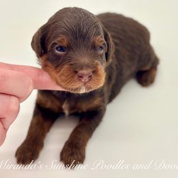 Thor - Brown male Bernedoodle puppy in Munster, Indiana from Miranda’s Sunshine Poodles and Doodles