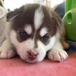 Penelope - Red and white female Pomsky puppy in Diamond Lake, Washington from Husky Haven WA