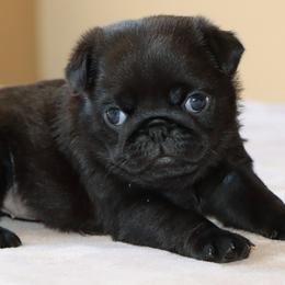 Josie - Black female Pug puppy in Winnsboro, Texas from Southern pugs
