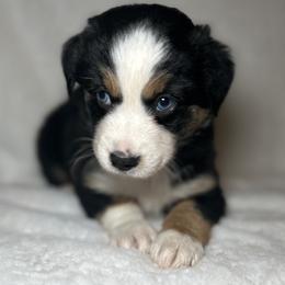 Hunter - Black tri male Miniature Australian Shepherd puppy in Visalia, California from Furrever.Mini.Aussies.llc