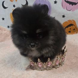Tamera - Black and tan female Pomeranian puppy in Fresno, California from Pomi Mami Pomeranians
