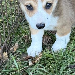 Lark - White and red male Pembroke Welsh Corgi puppy in Jenkinsburg, Georgia from Red Elephant Farms