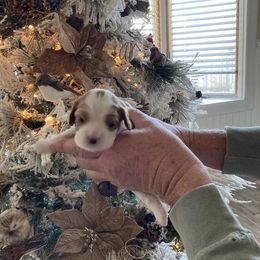 Cavalier King Charles Spaniel Puppies from Mystic Cavaliers & Cavapoos