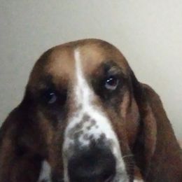 Basset Hounds from Breashae's  Pups