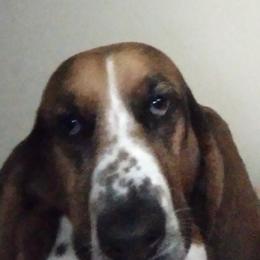 Basset Hounds from Breashae's  Pups