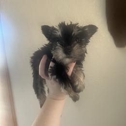 Girl 3 - Black and silver female Miniature Schnauzer puppy in Center Ridge, Arkansas from J Bar B Kennels