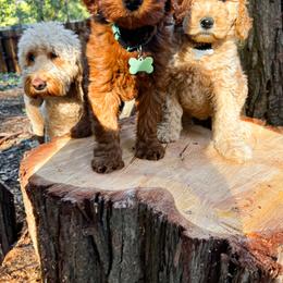 Goldendoodle Puppies from Lundee Doodles