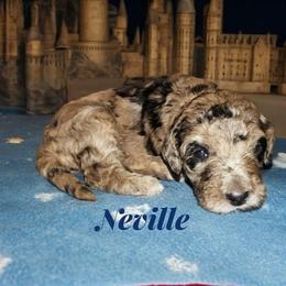 Neville - Blue merle male Sheepadoodle puppy in Austin, Texas from Darling Doodles