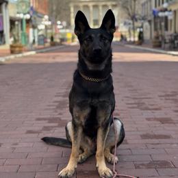 Raven - German Shepherd