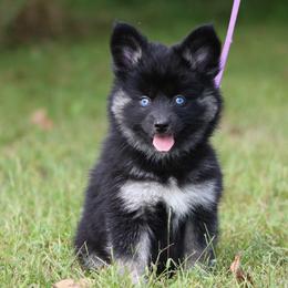 Zinnia - Black and white female Pomsky puppy in Missouri from Husky Hill Kennel