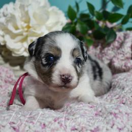Ruby - Blue merle female Australian Shepherd puppy in Placerville, California from BFF Aussies