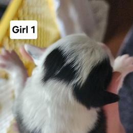 Girl 1 - Black and tan female Pembroke Welsh Corgi puppy in Grand Blanc, Michigan from Dellinger's Corgi's
