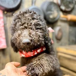 Novalee Nation - Tri-color female Bernedoodle puppy in Lookout, California from Remington Kennels, LLC