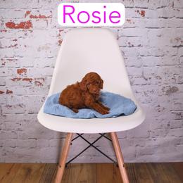 Rosie - Red female Cavapoo puppy in Calhoun, Georgia from Happy Top Doodles