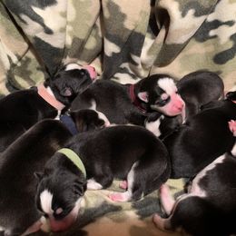 Siberian Husky Puppies from Myths and Legends Siberian Huskies