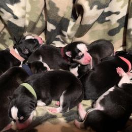 Siberian Husky Puppies from Myths and Legends Siberian Huskies