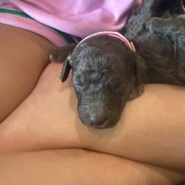 Taylor - Brown female Poodle puppy in Nacogdoches, Texas from Nacadoodles