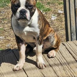 Buster - Boston Terrier