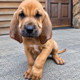Green-White collar boy - Red male Bloodhound puppy in Paoli, Indiana from Houndsarunning Bloodhounds