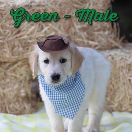 Golden Retriever Puppies from Valley County Goldens