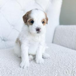 Bumblebee - Parti male Goldendoodle puppy in Sterling, Illinois from Charley's Goldendoodles
