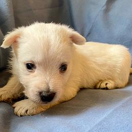 Roger (Blue) - White male West Highland White Terrier puppy in Jefferson, North Carolina from McGuire’s High Country Terriers