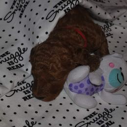 Poodle Puppies from Noblelee Kennel