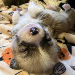 American Corgi and Pembroke Welsh Corgi Puppies from Cascadian Space Coast Corgis LLC