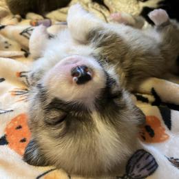 American Corgi and Pembroke Welsh Corgi Puppies from Cascadian Space Coast Corgis LLC