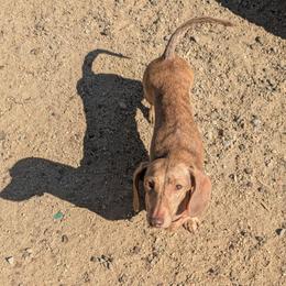 Chibi - Spayed - Cream female Dachshund puppy in Central Point, Oregon from MRS Long Dog Ranch