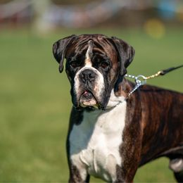 Hikko - Brindle male Boxer puppy in Gustine, California from Spicchio d'Aglio Boxers