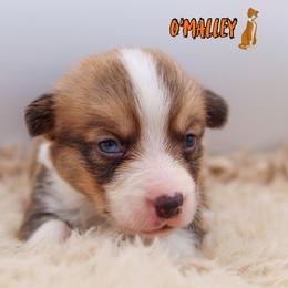O'Malley - Sable and white male American Corgi puppy in Star City, Arkansas from T4 Farms