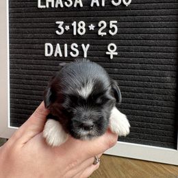 Daisy - Black Lhasa Apso puppy in Middleburgh, New York from Top Knotch
