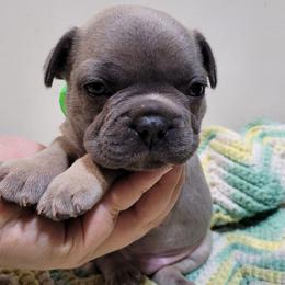 Ash (Light green) - Blue fawn male French Bulldog puppy in Montrose, Michigan from C.Lee Family Frenchies