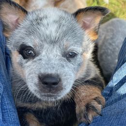 Boy 2 - Blue speckled male Australian Cattle Dog puppy in Pryor, Oklahoma from Branded Outlaw Cattle Dogs