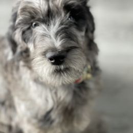 Double Doodle and Goldendoodle Puppies from Remi’s DoubleDoodles
